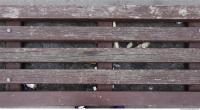 Photo Texture of Wood Planks 0015